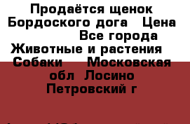 Продаётся щенок Бордоского дога › Цена ­ 37 000 - Все города Животные и растения » Собаки   . Московская обл.,Лосино-Петровский г.